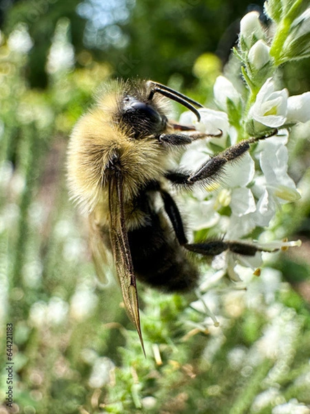 Fototapeta Closeup of a bumblebee collecting pollen from a wildflower