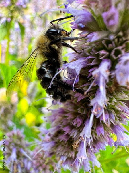 Fototapeta Closeup of a bumblebee collecting pollen from a wildflower