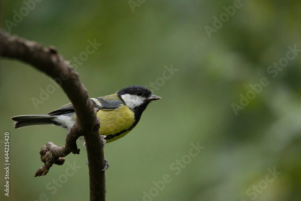 Fototapeta Great tit on a branch