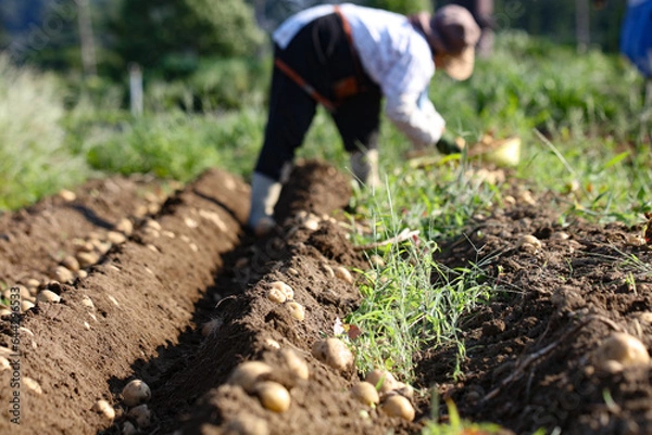 Fototapeta 	じゃがいもの収穫をする女性