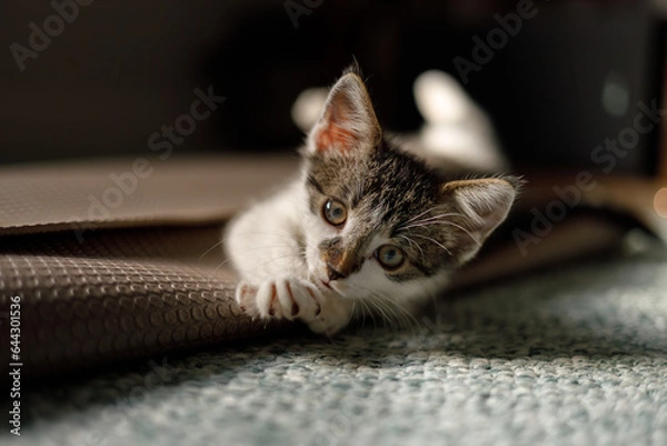 Fototapeta a closeup portrait of a kitten playing on a yoga mat