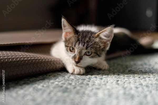 Fototapeta a closeup portrait of a kitten laying on a yoga mat 