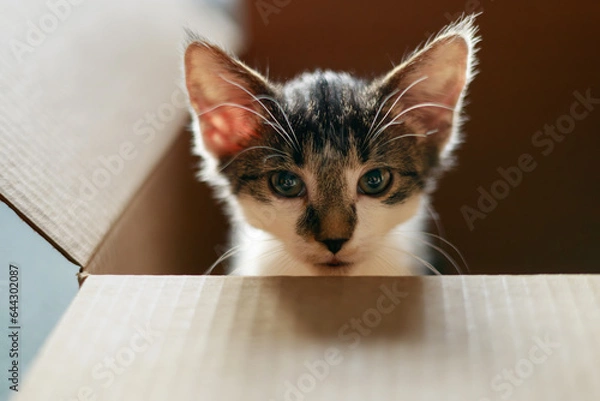 Fototapeta a closeup portrait of a kitten sitting inside a cardboard box