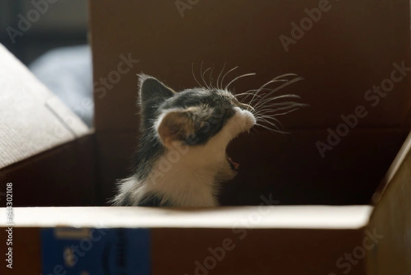 Fototapeta a kitten yawning while sitting inside a cardboard box 