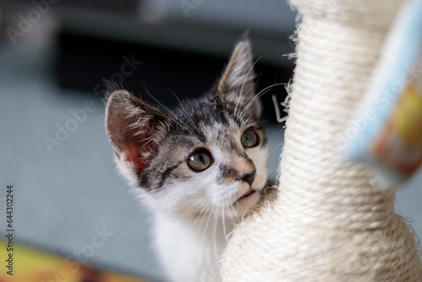 Fototapeta a kitten looking at an out of frame toy