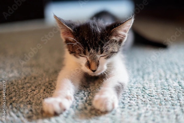 Fototapeta a closeup of a sleeping kitten with outstretched paws