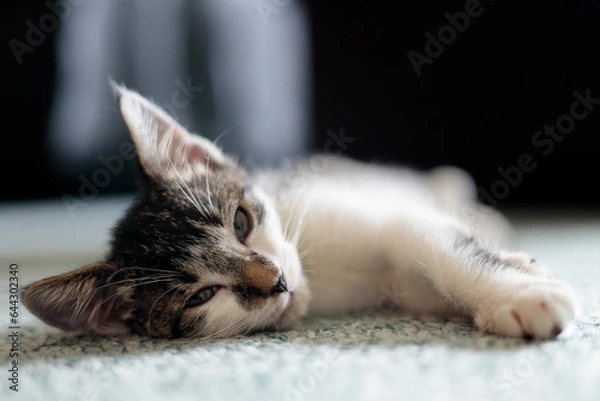 Fototapeta a closeup sleepy kitten laying on a carpet with eyes open