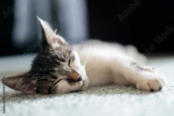 Fototapeta a closeup sleeping kitten laying on a carpet