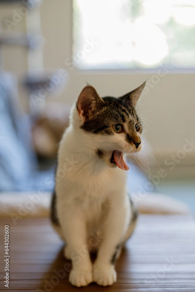 Fototapeta a vertical portrait of a yawning kitten