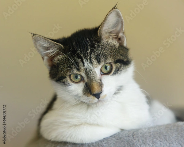Fototapeta a portrait of a kitten tabby cat resting