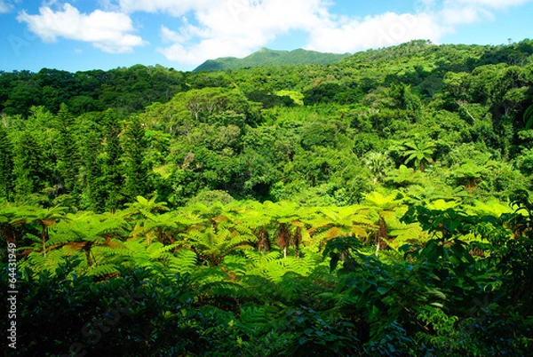 Fototapeta 沖縄　やんばる