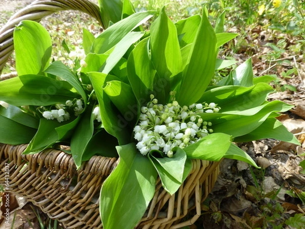 Obraz panier de muguet
