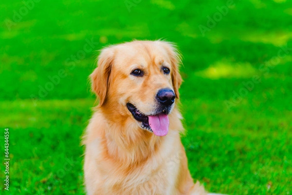 Fototapeta Portrait of Golden labrador dog sitting on the grass against the background of a green forest.Summer day.Closeup.