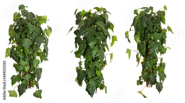 Obraz set of green leaves of an Ivy plant bush isolated on transparent background, png, image compositing footage, alpha channel, forest, nature, jungle, tropical follage