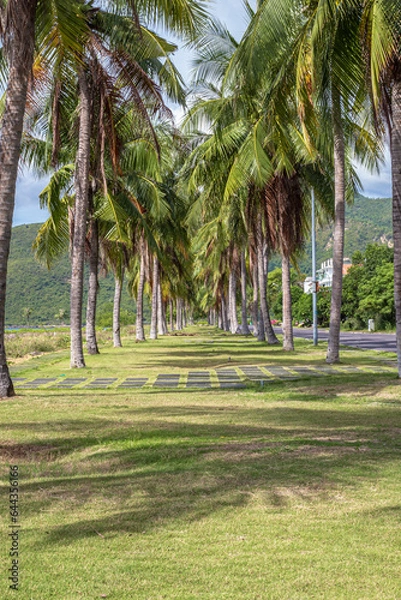 Obraz palm trees on the beach