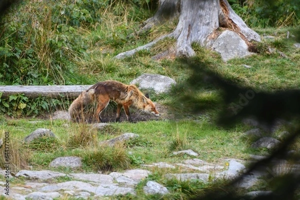 Fototapeta Fox in the mountain environment of the Slovak High Tatras
