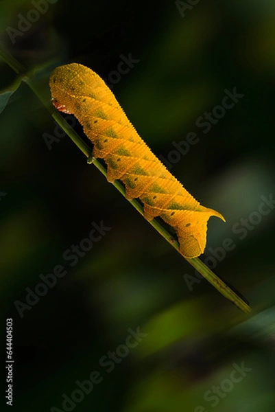 Obraz 다음 생을 기다리며 황금빛깔을 자랑하는  애벌레