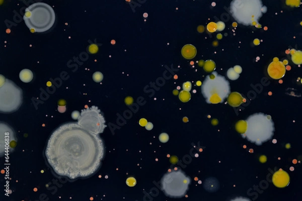 Obraz 寒天培地に生育した細菌のコロニー