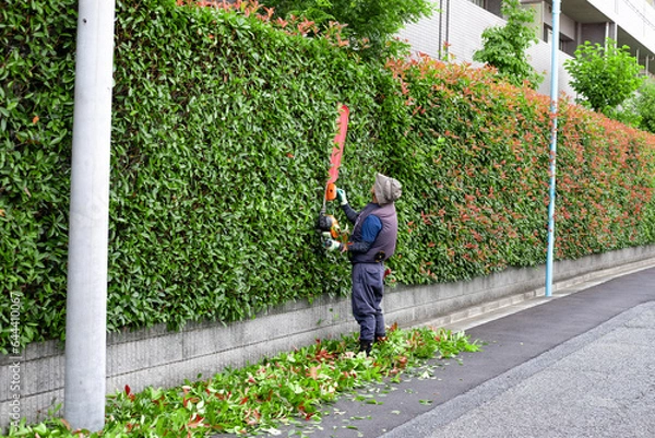 Obraz 植木屋・造園業者の剪定作業