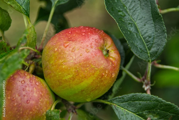 Fototapeta apples on tree