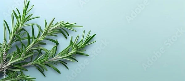 Fototapeta Rosemary branch on a isolated pastel background Copy space fresh and aromatic