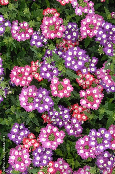 Obraz verveine ou verbena
