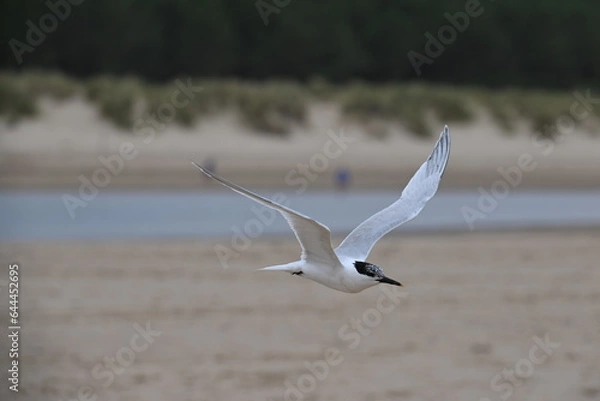 Obraz black headed gull flying
