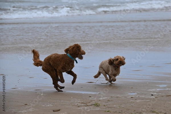 Fototapeta Irish doodle chasing red cockapoo on beach