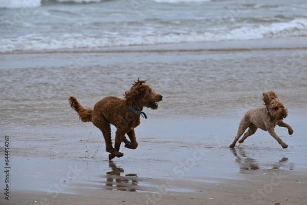 Fototapeta Irish doodle chasing red cockapoo on beach