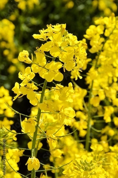 Obraz Rapsblüte