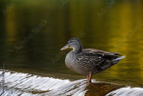 Obraz duck on the lake