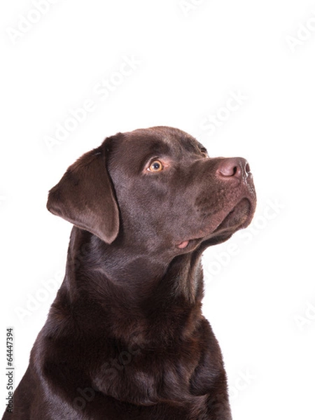 Obraz chocolate labrador