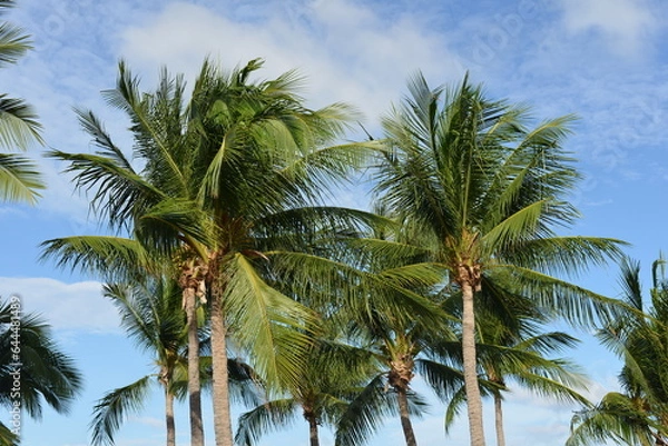 Fototapeta palm tree and sky
