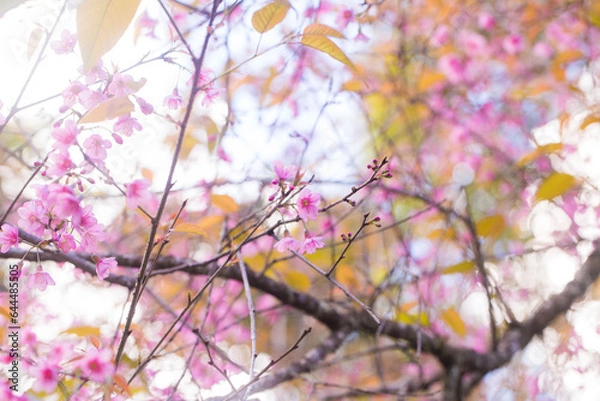 Fototapeta Pink cherry blossom bloomming on tree branch