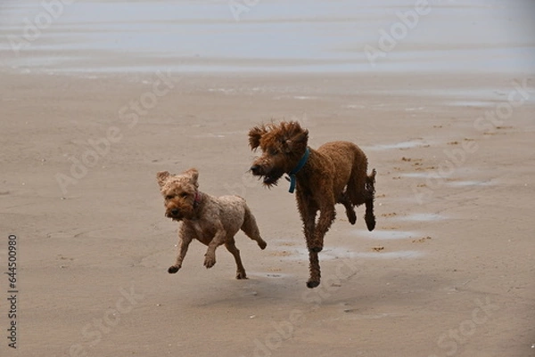 Fototapeta Irish doodle chasing red cockapoo on beach