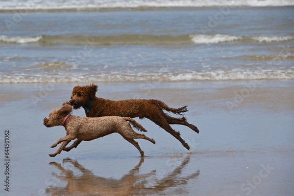 Fototapeta Irish doodle chasing red cockapoo on beach