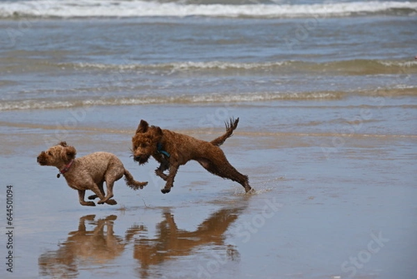 Fototapeta Irish doodle chasing red cockapoo on beach