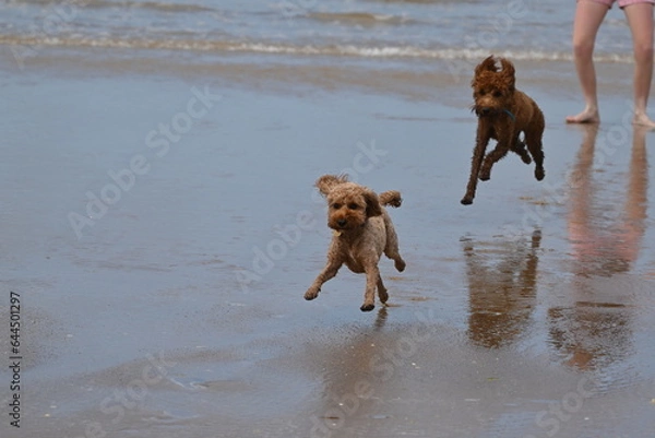Fototapeta Irish doodle chasing red cockapoo on beach