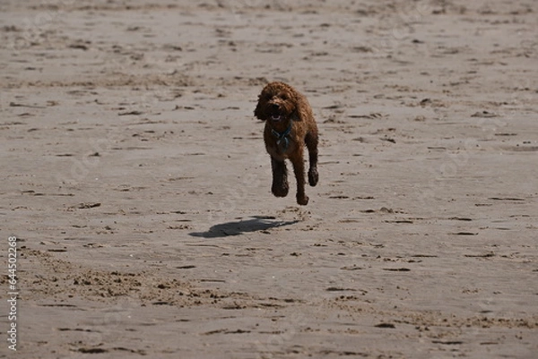 Obraz Irish doodle running on sand