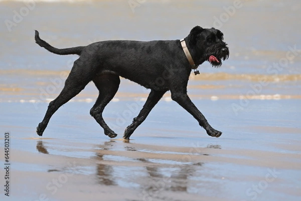 Obraz Black dog running on beach