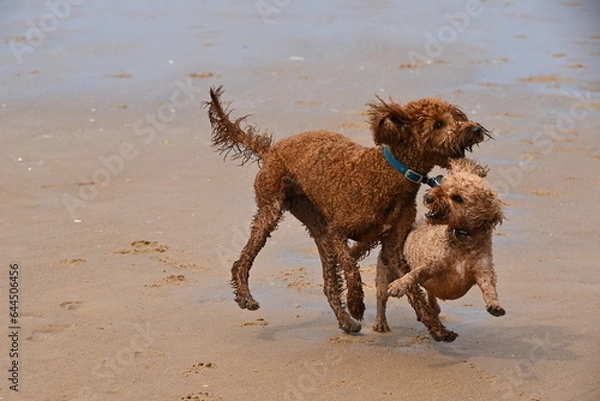 Obraz Cockapoo and Irish doodle playing on beach
