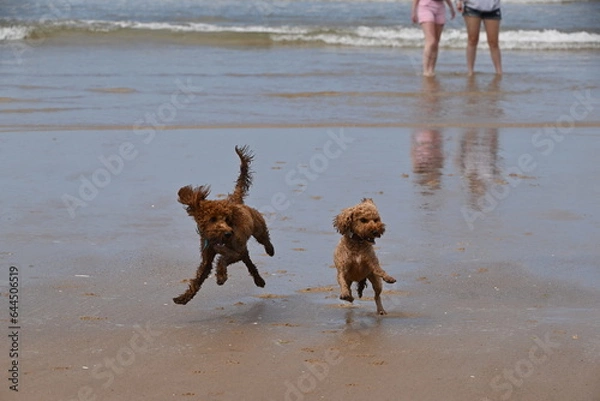Obraz flying dogs on beach