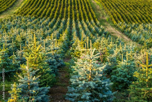 Obraz Champ de sapins du Morvan