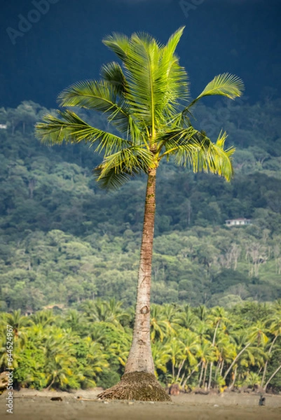 Obraz Palma na plaży