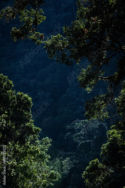 Obraz Tropikalny las 