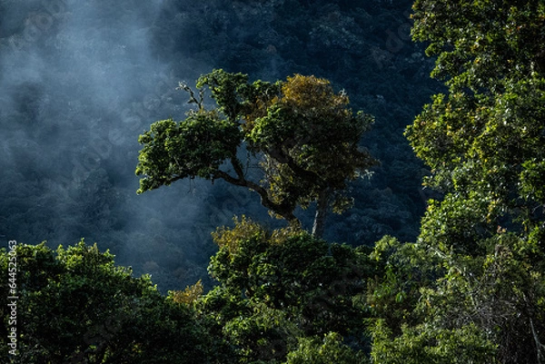 Obraz Tropikalny las 