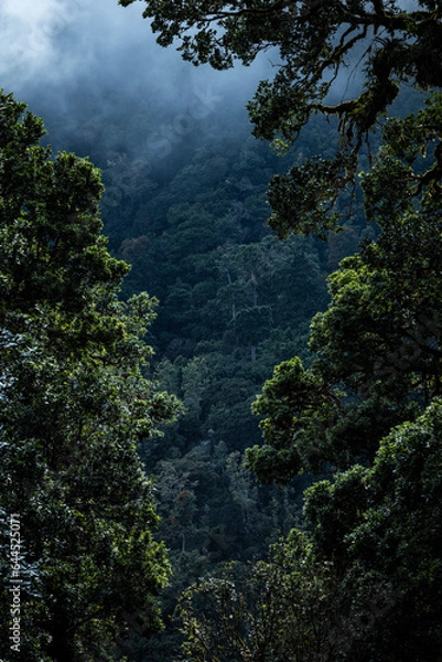 Obraz Tropikalny las 