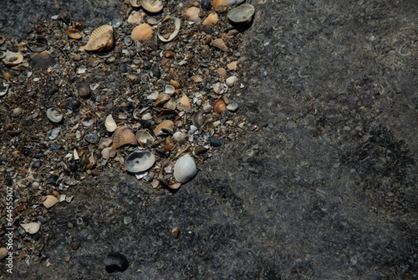 Fototapeta Sand and seashells
