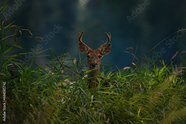 Obraz Deer in Tall Grass
