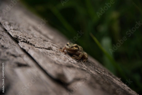 Obraz Frog on Log